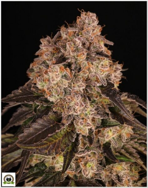 Girl Scout Cookies Barneys Farm