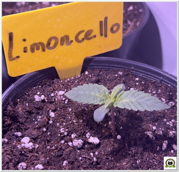 7 dias de crecimiento limoncello cultivotoni13-1