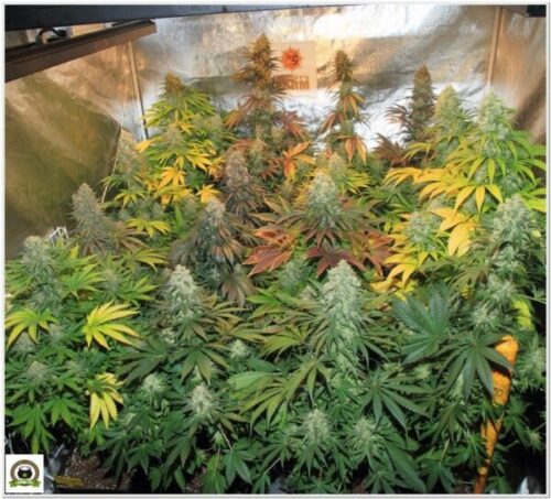marihuana medicinal españa