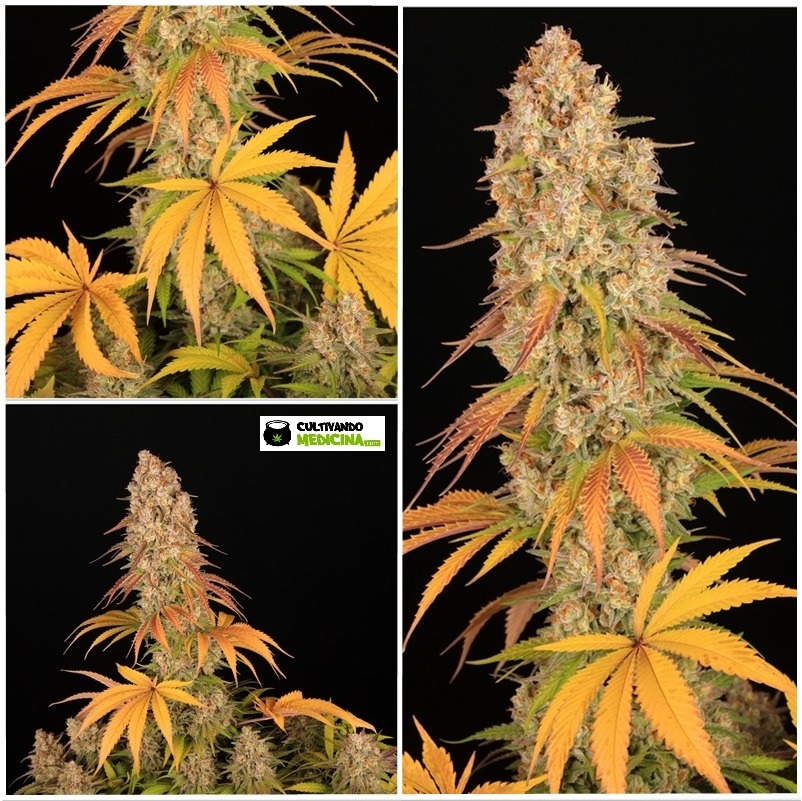 sour strawberry cultivo toni13-7