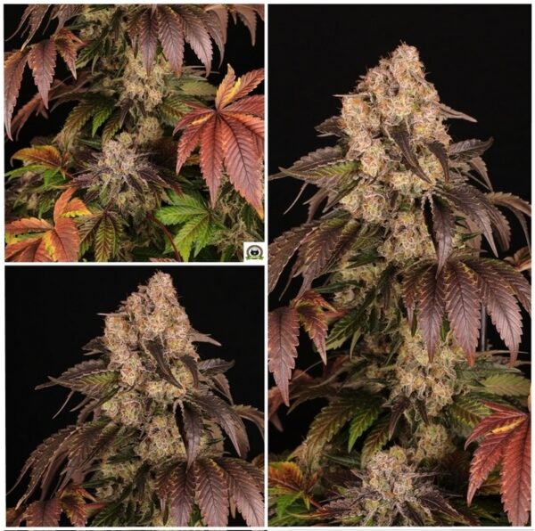 Girl Scout Cookies Barneys Farm