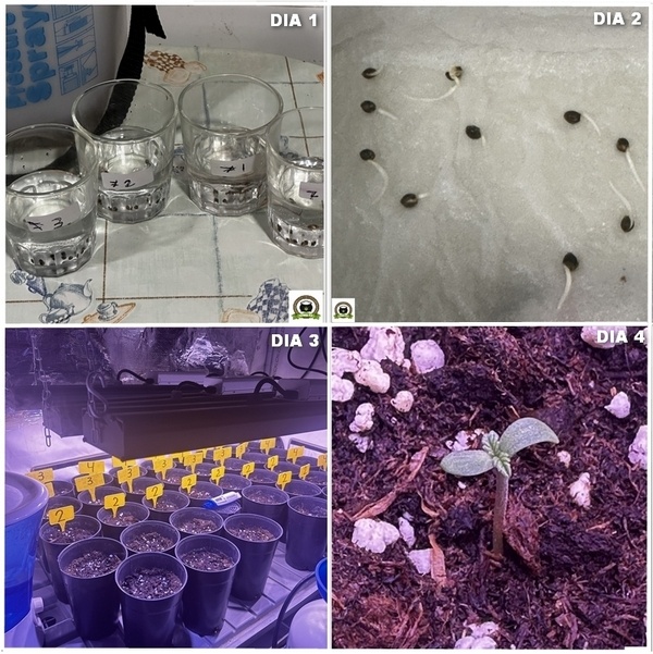 crecimiento cultivo toni13-dias 1 a 4