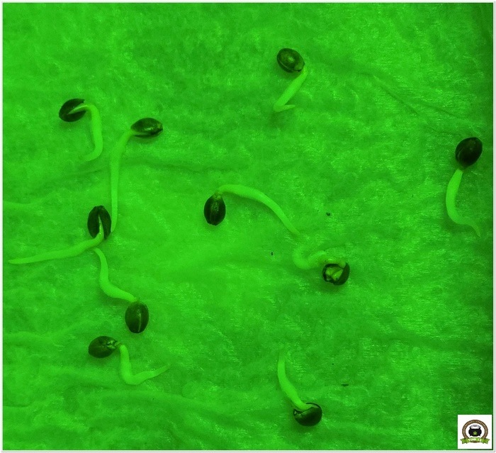 semillas germinadas y con 1 centimetro de radicula