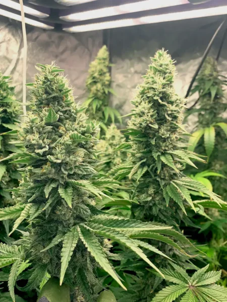 Royal Queen Seed : Cannabis