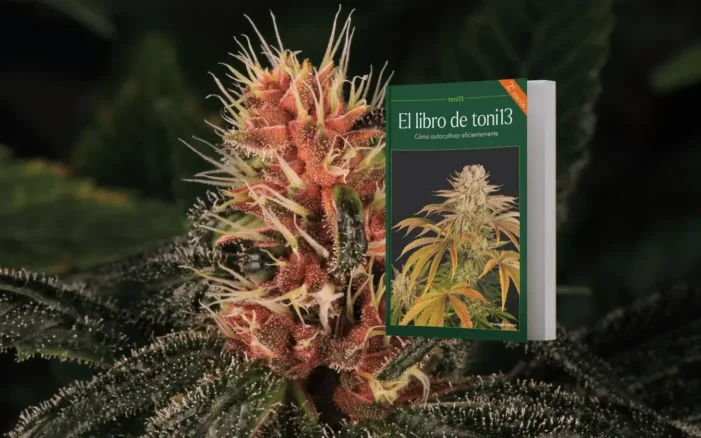cogollo de marihuana, cannabis, marihuana