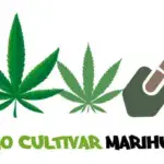 La biblia de la marihuana, Jorge Cervantes adelanta mi caso práctico