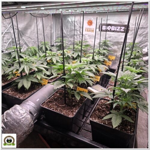 super boof barneys farm