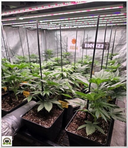 Super Boof Barneys Farm 