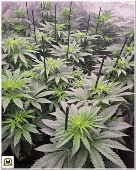 Cultivo eficiente orgánico