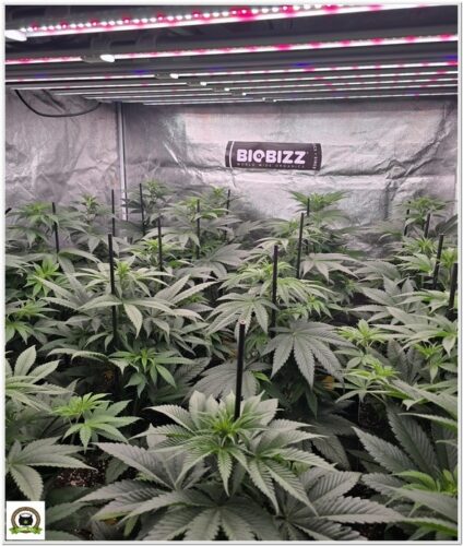 Cultivo eficiente orgánico