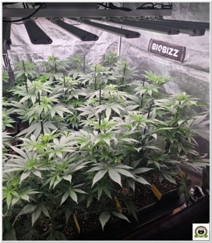 Cultivo eficiente orgánico