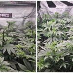 12-Barneys Farm y Biobizz: Super Boof, Jealousy, White Runtz y RS11 x Banana OG.