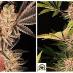 22-Barneys Farm y Biobizz: Super Boof, Jealousy, White Runtz y RS11 x Banana OG.
