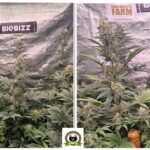 18-Barneys Farm y Biobizz: Super Boof, Jealousy, White Runtz y RS11 x Banana OG.