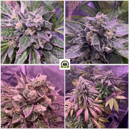 13-Barney`s Farm y toni13: Blueberry OG, Cookies Kush, Shiskaberry y Blue Gelato 41-3