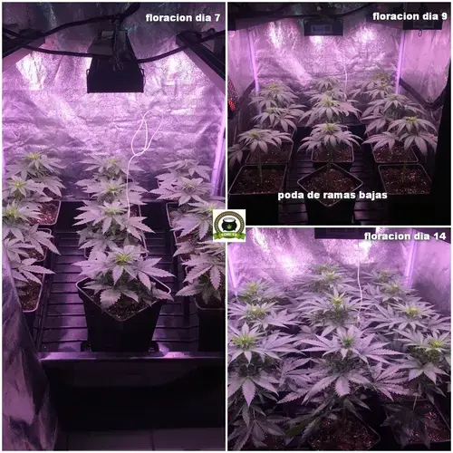 Seguimiento marihuana LED Kappa 100W 2