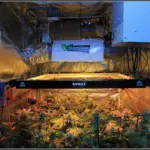 12- Floración: 44 y 45 días a 12/12 en el cultivo de marihuana