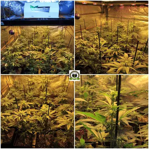 10-Ya han pasado 5 semanas de floracion-1