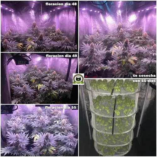 Seguimiento marihuana LED Kappa 100W 4