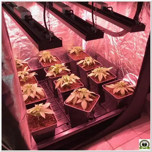 Seguimiento marihuana LED Kappa 100W 1