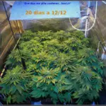 23- Floración días 20 a 23. Se eliminan 2 plantas de marihuana