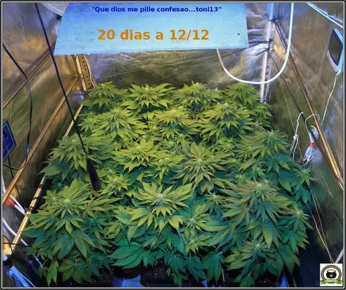 cultivotoni131118