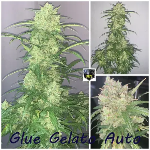 Glue Gelato auto