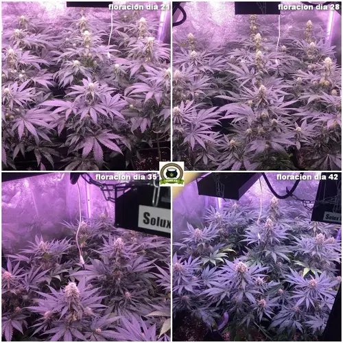 Seguimiento marihuana LED Kappa 100W 3