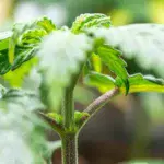 La variedad de Royal Queen Seeds qué no puedes perderte