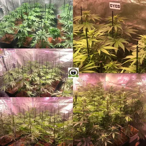 floracion marihuana interior led lec 1