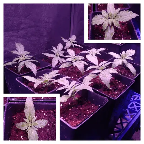 Seguimiento Purple Punch Auto Barney's Farm by Bafy 3