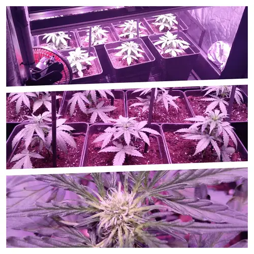 Seguimiento Purple Punch Auto Barney's Farm by Bafy 5