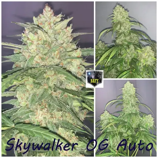 Skywalker
