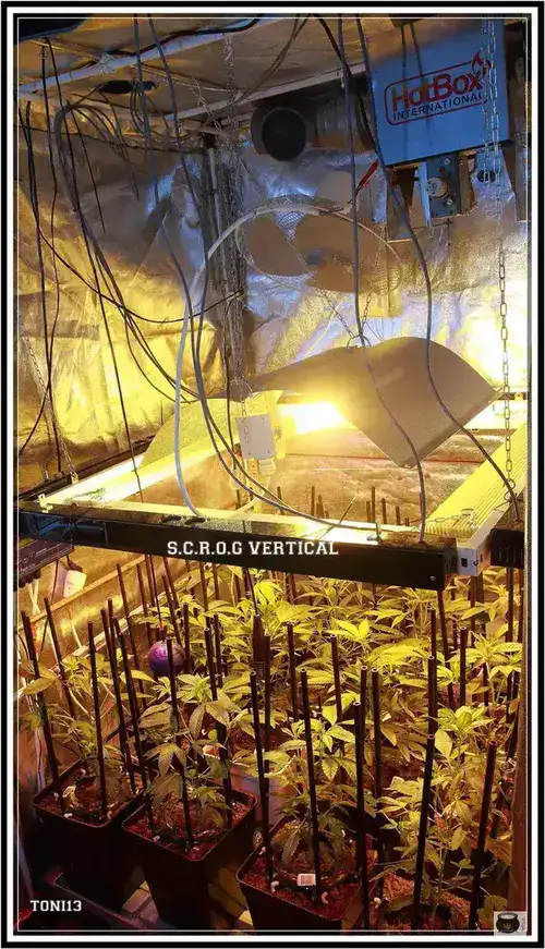 ultimate plant cage