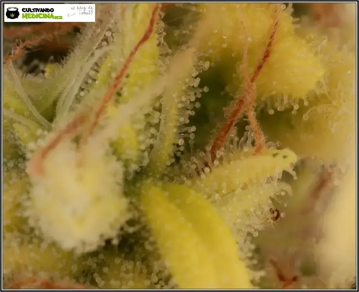 cogollo de marihuana