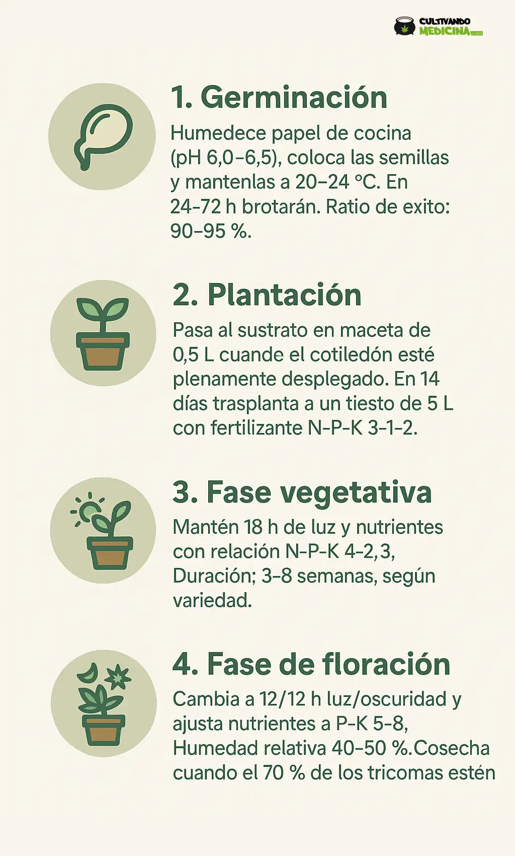 Semillas de marihuanas. Tipos. Fases de cultivo.