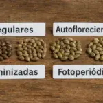 Tipos de semillas de marihuana