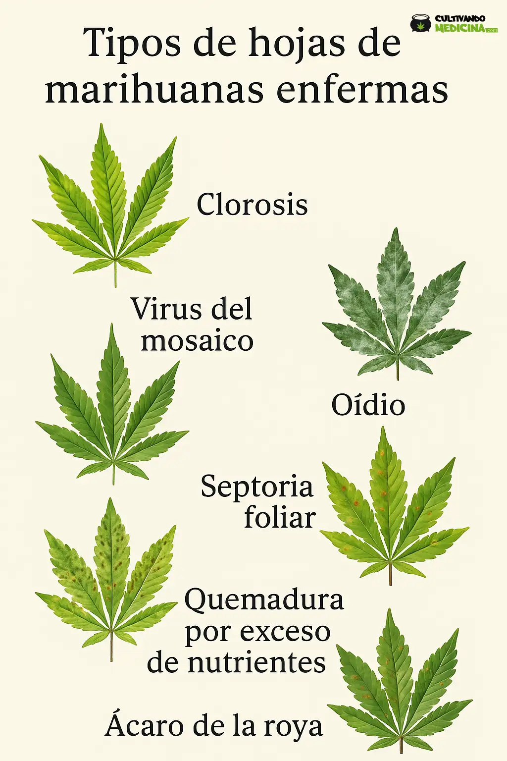 tipos de hojas de marihuanas enfermas