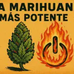 La Marihuana más potente