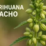 Marihuano macho