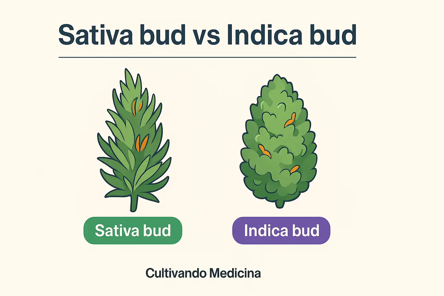 sativa bud vs indica bud