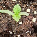 2-Barney´s Farm: El jardín de la fruta.