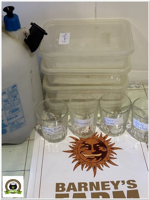 temperatura germinación cultivo marihuana