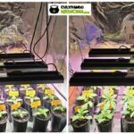 3-Barney´s Farm: El jardín de la fruta.