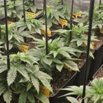 4-Barney´s Farm: El jardín de la fruta.