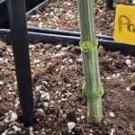 6-Barney´s Farm: El jardín de la fruta.