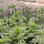 7-Barney´s Farm: El jardín de la fruta.