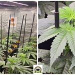 5-Barney´s Farm: El jardín de la fruta.