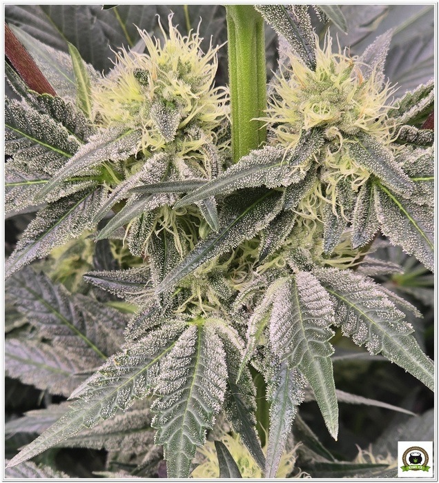 tropicana cherry tropicana cherry