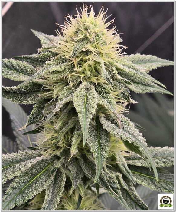 papaya frosting papaya frosting